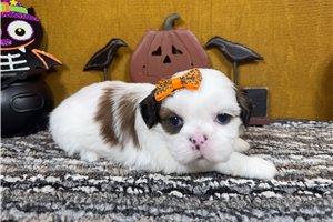 Nalia - Shih Tzu for sale