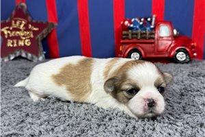 Omen - puppy for sale