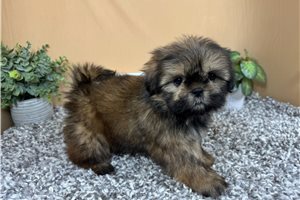 Keith - Shih Tzu for sale