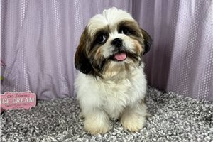 Omega - Shih Tzu for sale