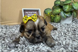 Geraldine - Shih Tzu for sale