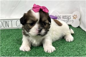 Gigi - Shih Tzu for sale