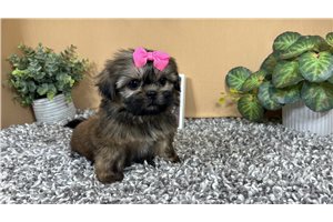 Kelly - Shih Tzu for sale