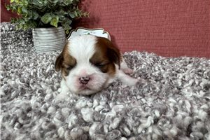 Geyser - Shih Tzu for sale