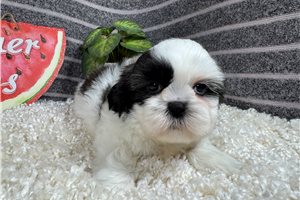 Omar - Shih Tzu for sale