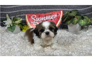 Omega - Shih Tzu for sale