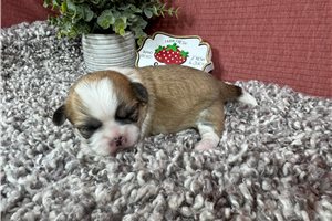 Ghost - Shih Tzu for sale