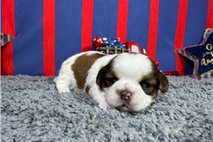 Orson - Shih Tzu for sale