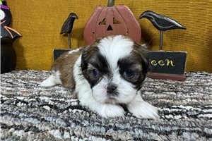 Paco - Shih Tzu for sale