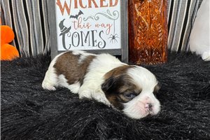 Paddington - Shih Tzu for sale