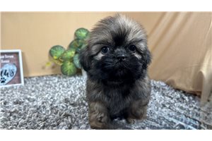 Kyle - Shih Tzu for sale