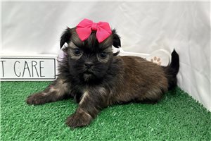 Maddie - Shih Tzu for sale