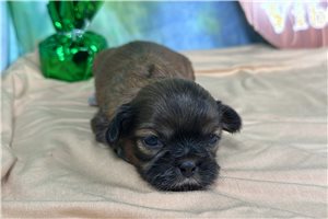Bill - puppy for sale