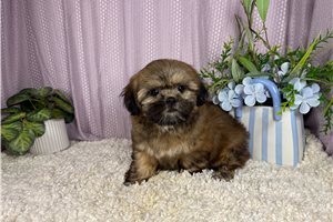 Beta - puppy for sale
