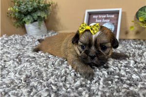 Geraldine - Shih Tzu for sale