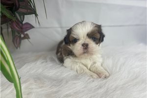 Brylee - puppy for sale