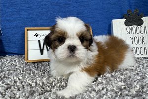 Tedd - Shih Tzu for sale