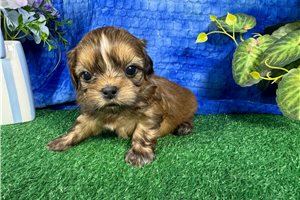 Bingo - Shih Tzu for sale