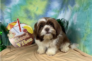 Gibson - Shih Tzu for sale