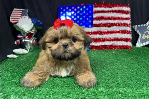 Geraldine - Shih Tzu for sale