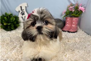 Octavia - Shih Tzu for sale
