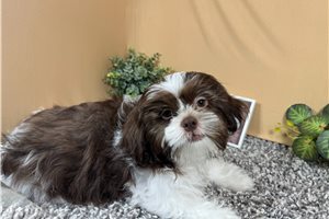 Gibson - Shih Tzu for sale