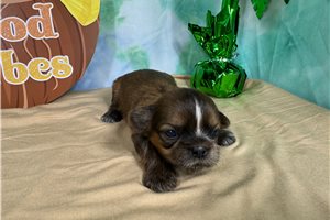 Bingo - puppy for sale