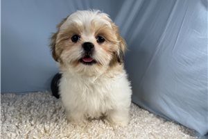 Omen - Shih Tzu for sale