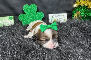 Ginger - puppy for sale