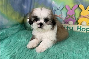 Dallas - Shih Tzu for sale