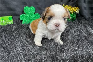 Tedd - puppy for sale