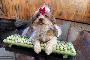 Tilly - Shorkie for sale