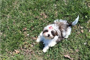 Princess - Shorkie for sale