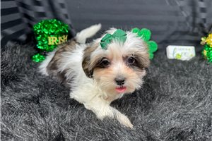 Tiana - Shorkie for sale