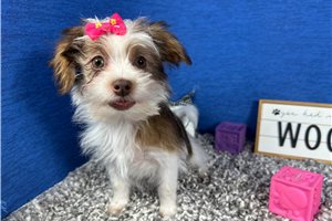 Tansy - Shorkie for sale