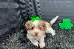 Tansy - Shorkie for sale