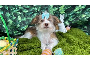 Tansy - Shorkie for sale