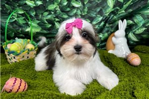 Tiana - Shorkie for sale