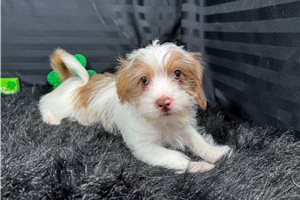 Tyrell - Shorkie for sale
