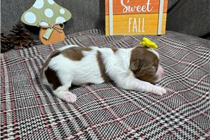 Tazz - puppy for sale