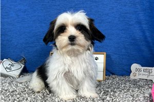 Tiana - Shorkie for sale
