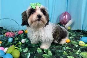 Princess - Shorkie for sale