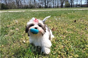Princess - Shorkie for sale