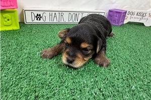 Snickers - puppy for sale