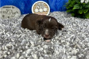 Nutmeg - puppy for sale