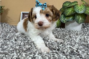 Nikki - Yorkiepoo - Yorkie Poo for sale
