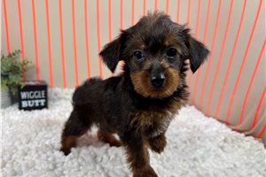 Grayson - Yorkiepoo - Yorkie Poo for sale