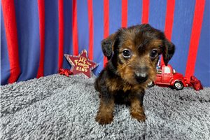 Gregory - Yorkiepoo - Yorkie Poo for sale