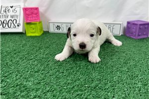 Sugar Daddy - Yorkiepoo - Yorkie Poo for sale