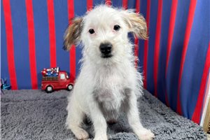 Cinch - Yorkiepoo - Yorkie Poo for sale